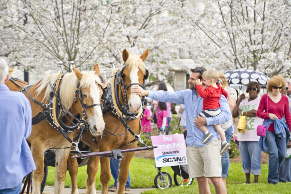 Kirschblüten-Festival in Macon