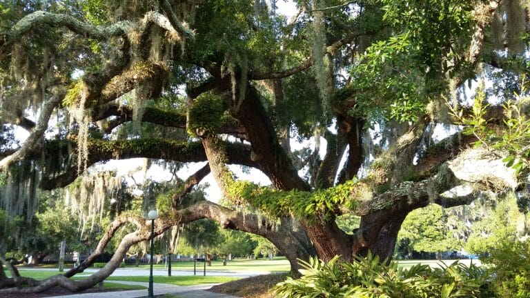 Live Oak im Jekyll Island Club Hotel