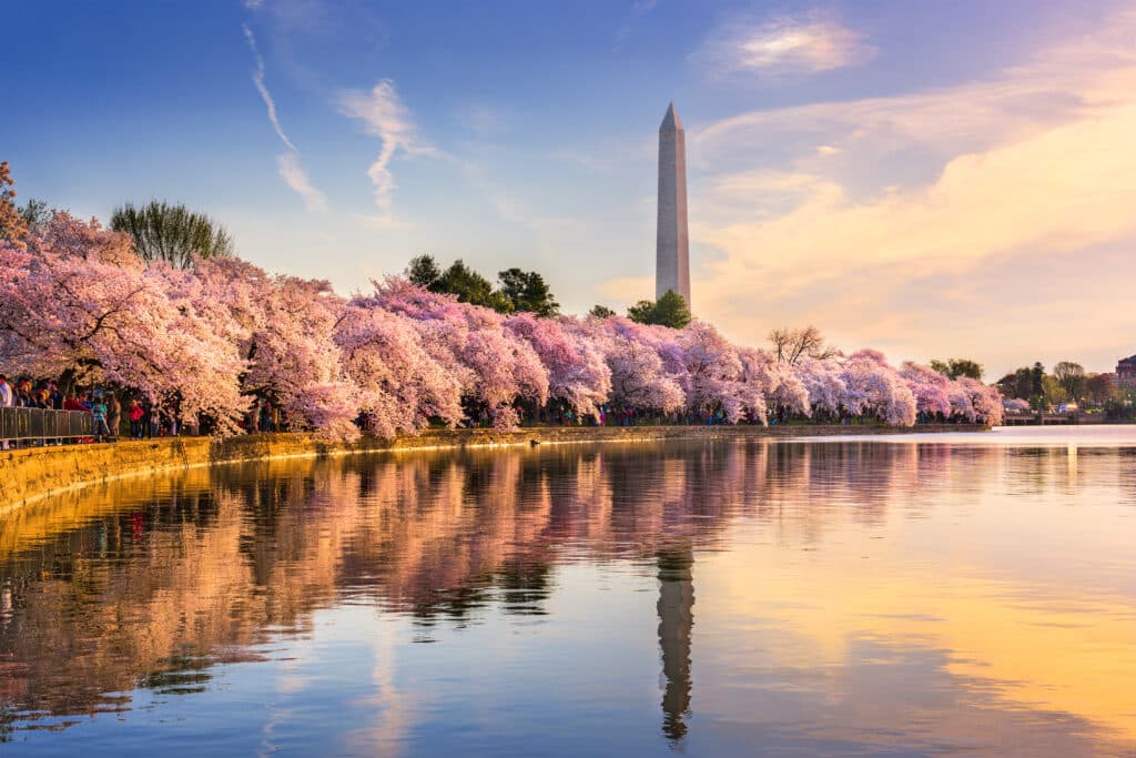 Washington DC zur Kirschblüte im Frühling