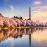Washington DC zur Kirschblüte im Frühling