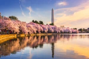 Washington DC zur Kirschblüte im Frühling