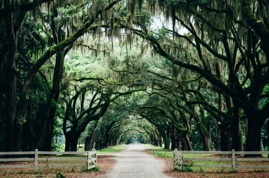 Allee bei Savannah