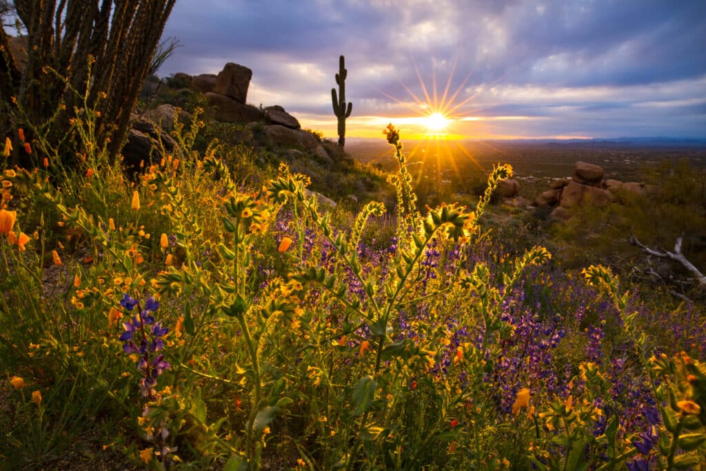Bunte Wildblumen warten auf Sie, wie hier in der McDowell Sonoran Preserve.