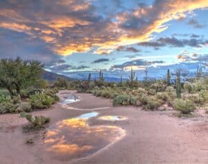 Saguaro Nationalpark