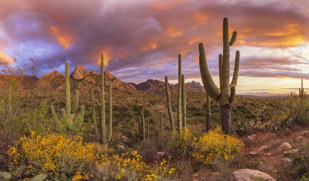 Catalina State Park, Tucson
