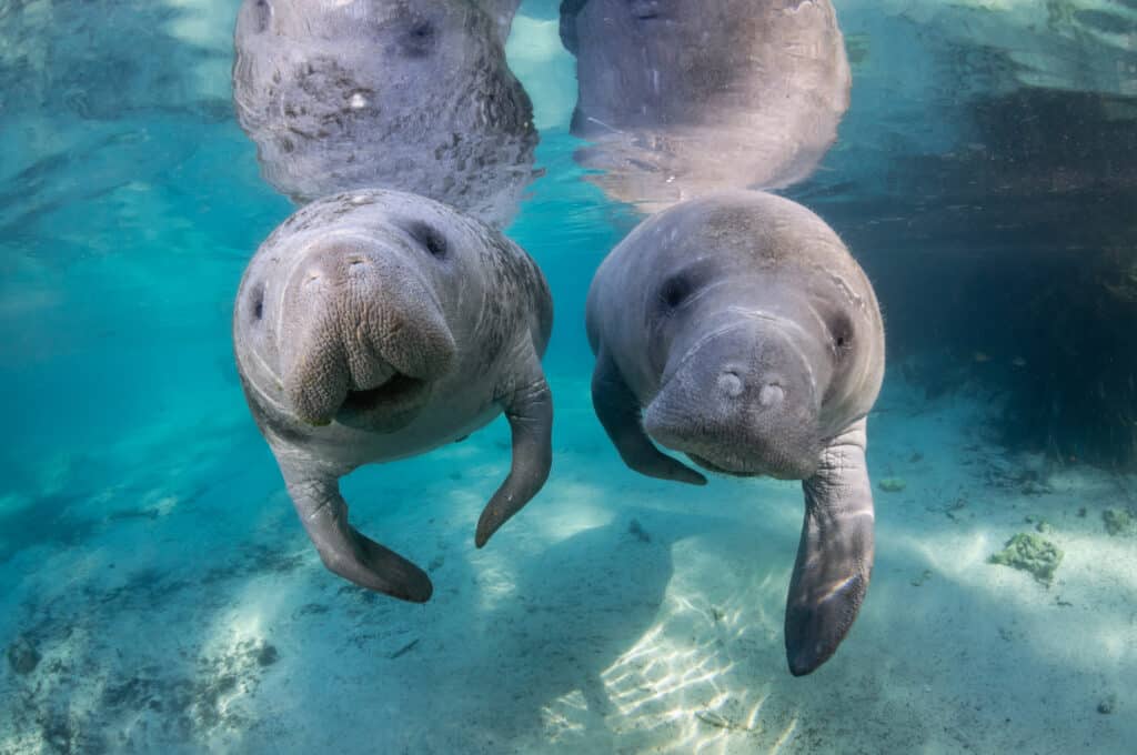Manatees - Crystal River