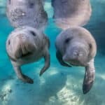 Manatees - Crystal River