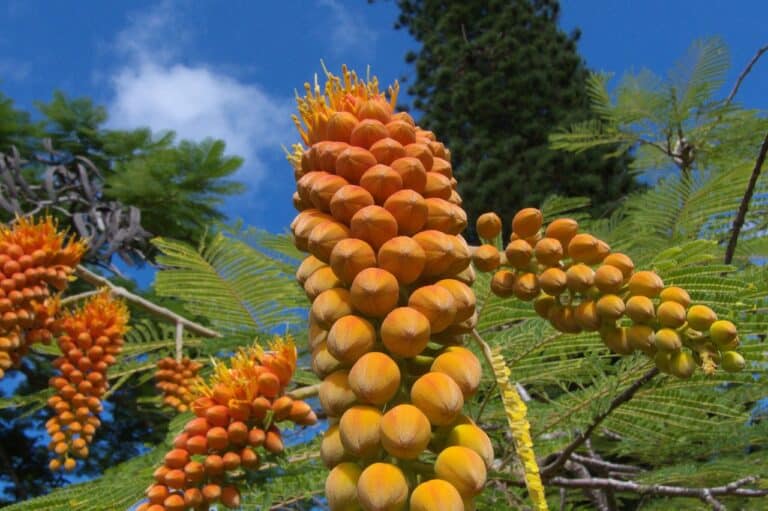 Pflanzenknospen