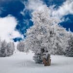 Winter, Sport, Ski, Natur, Mensch, Pflanze