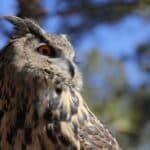 paul-ewing-tXhSVdED8Rk-unsplash