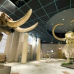Arizona Museum of Natural History