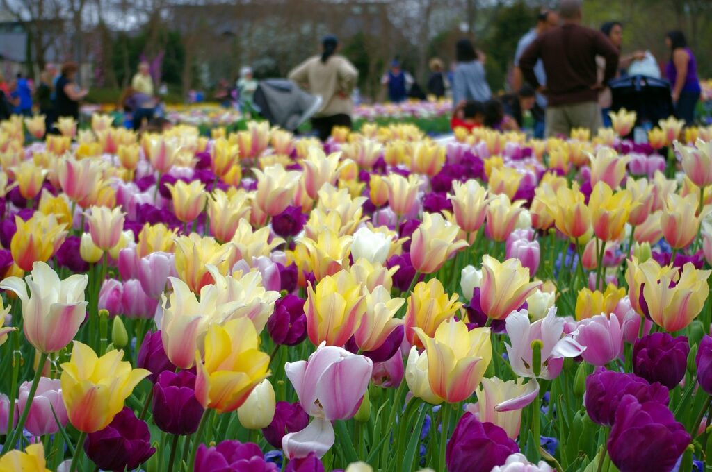 a-profusion-of-tulips-3821195_1280