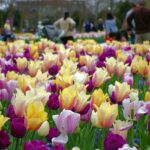 a-profusion-of-tulips-3821195_1280