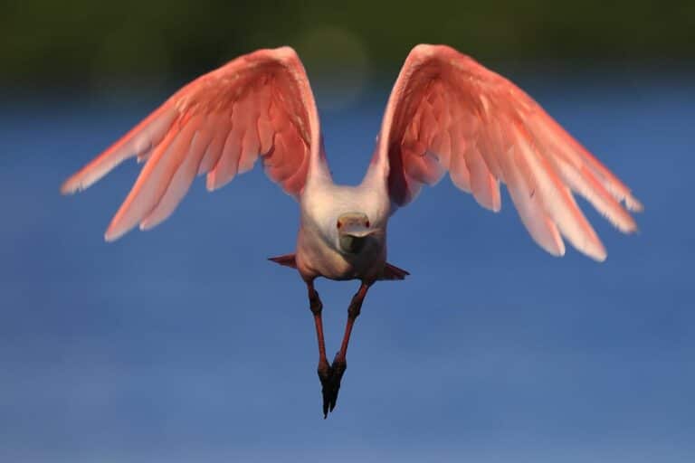 Roseate Spoonbill - Rosa Löffler bei Fort Myers, Florida
