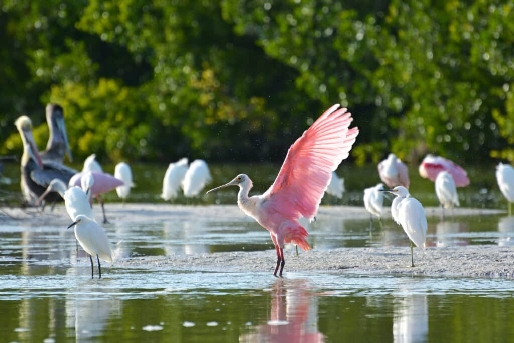 Rosalöffler im J.N. "Ding" Darling National Wildlife Refuge auf Sanibel Island, Florida
