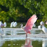 Rosalöffler im J.N. "Ding" Darling National Wildlife Refuge auf Sanibel Island, Florida