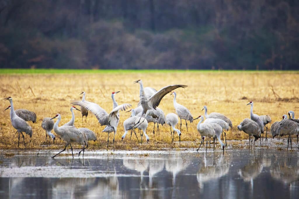 Kanadakraniche (Sandhill Crane) im Wheeler National Wildlife Refuge in Decatur, Alabama