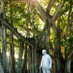 Banyan-Baum auf dem Gelände der Edison & Ford Estates in Fort Myers, Florida