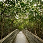 Four Mile Ecological Preserve