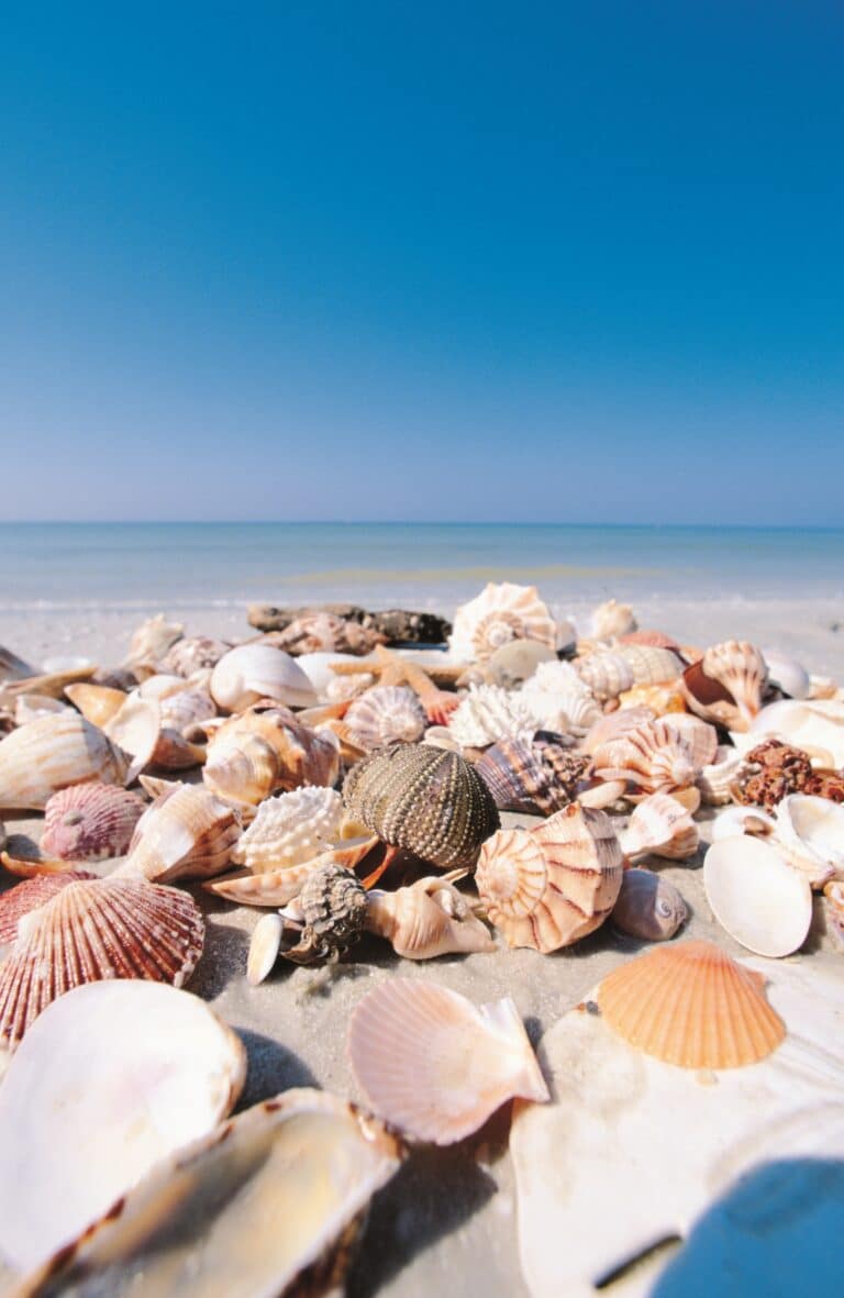 Über 400 Muschel-Arten an den Stränden von Fort Myers Beach und Umgebung