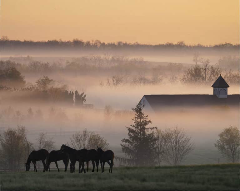 Pferdeherde auf der Weide an einem nebligen Morgen in Bluegrass