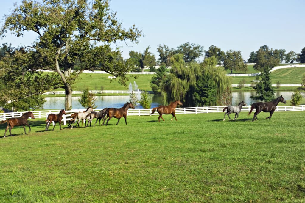 Gallopierende Pferde Herde auf der Weide