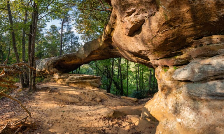 Felsformation im Wald