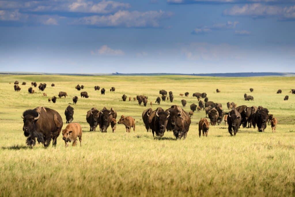 Büffelherde in der Steppe