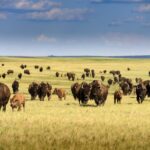 Büffelherde in der Steppe