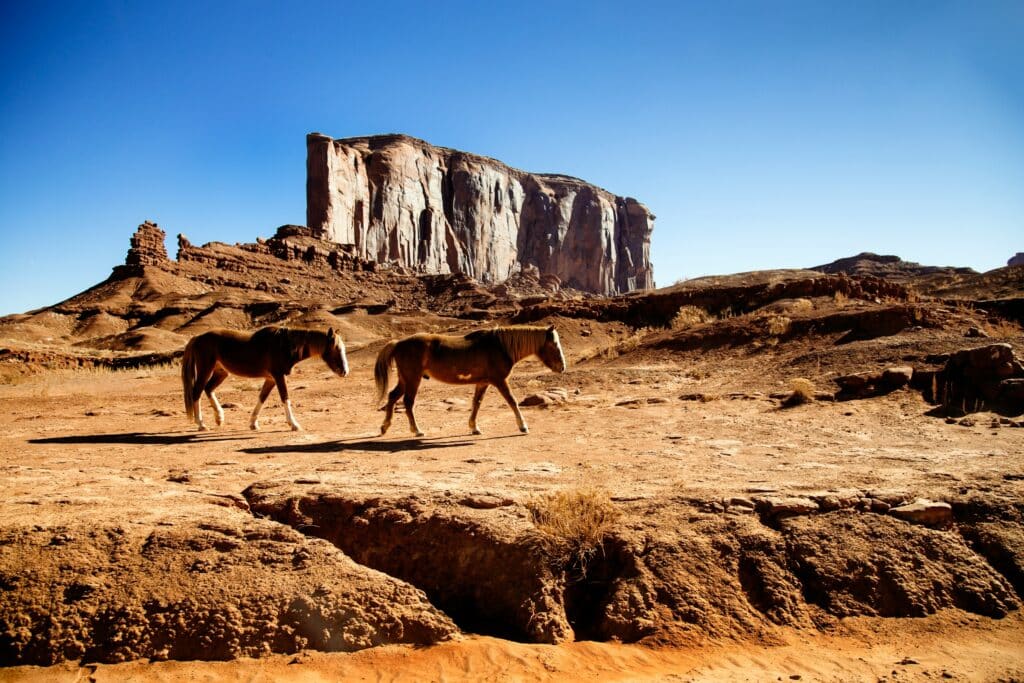 Pferde im Monument Valley