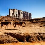 Pferde im Monument Valley