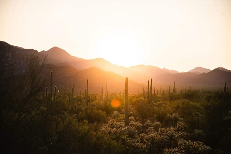 Saguaro Nationalpark