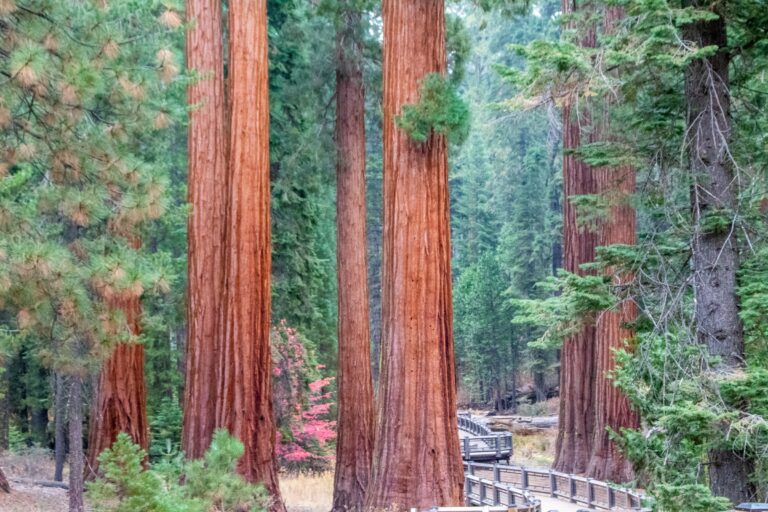 Mariposa Grove Yosemite Nationalpark