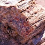 Petrified Forest National Park
