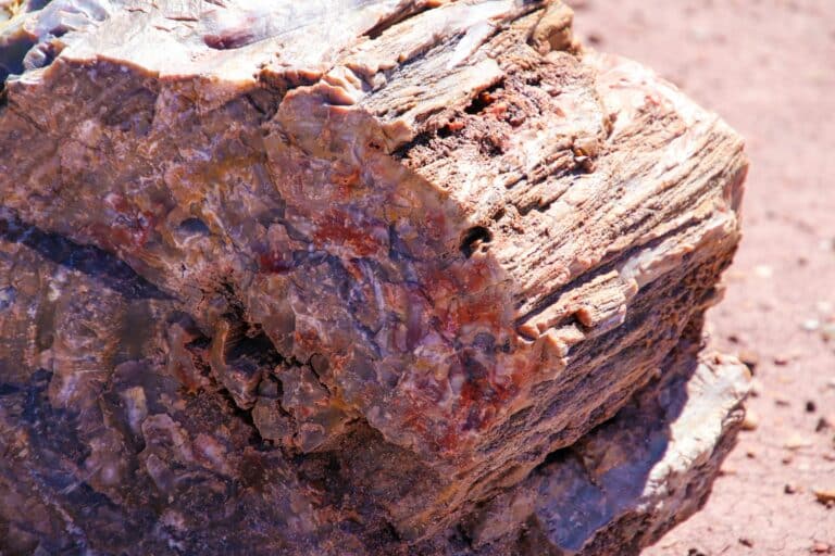 Petrified Forest National Park