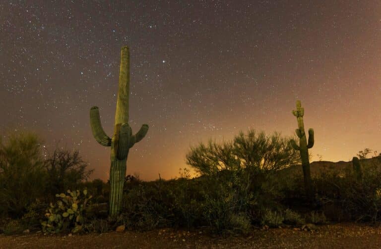 Nachthimmel im Saguaro Nationalpark