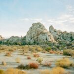 Joshua Tree Nationalpark