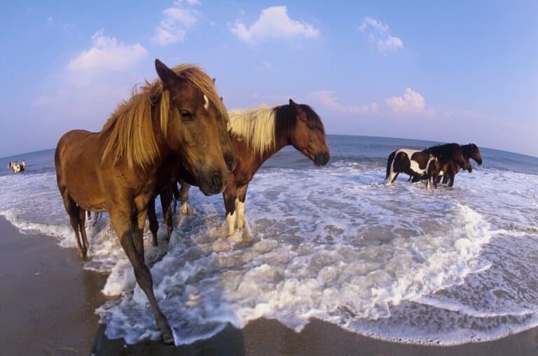 Wilde Ponies auf Assateague Island in Maryland