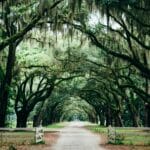 Savannah