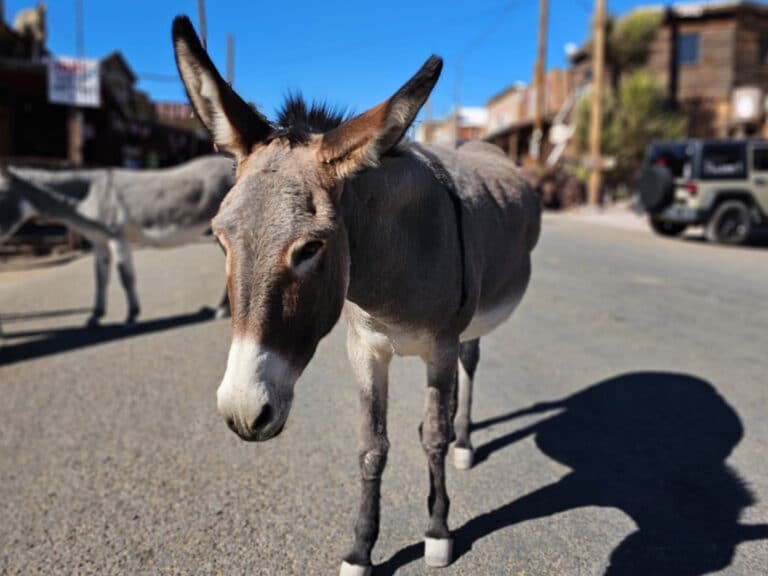 Esel in Oatman