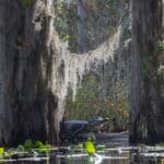 Okefenokee National Wildlife Refuge