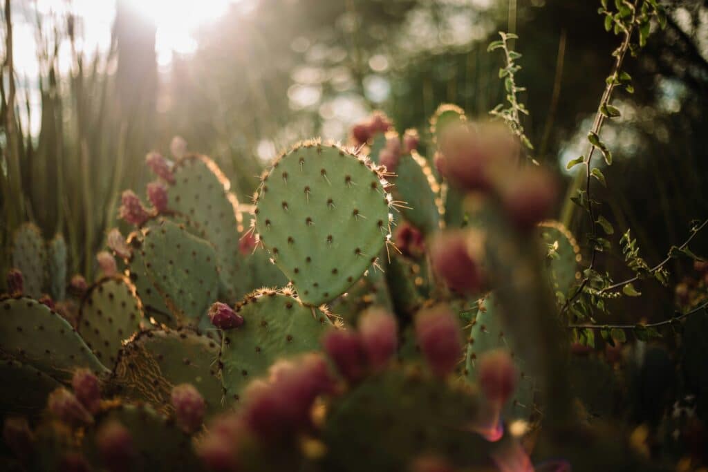 Pflanze in Phoenix
