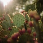 Pflanze in Phoenix