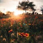 Wildblumen im Texas Hill Country