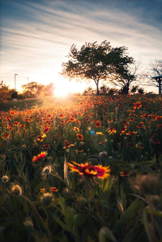 Wildblumen im Texas Hill Country