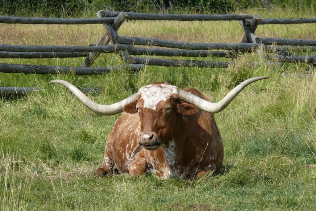 Longhorn-Rind in Texas