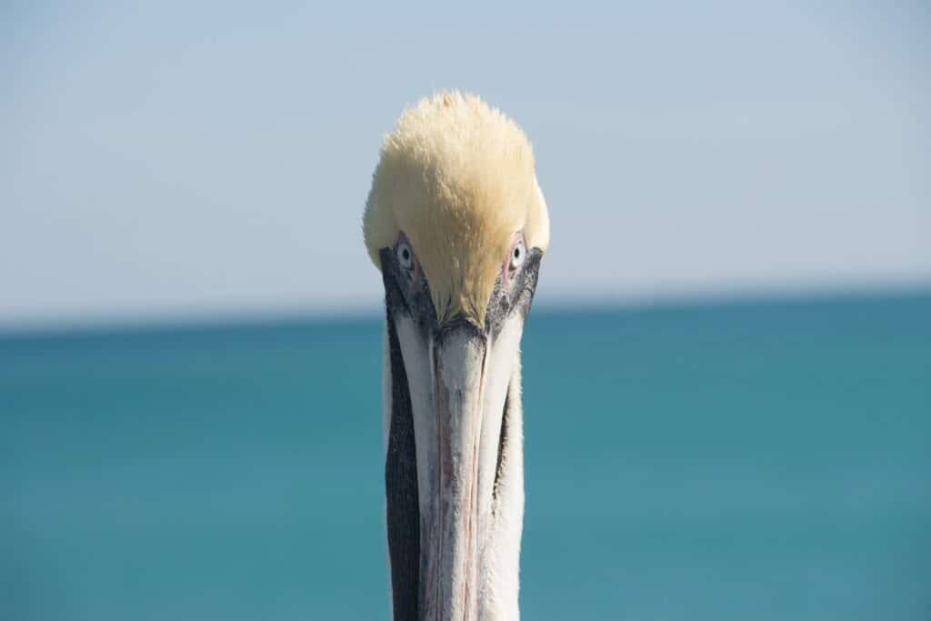 Pelikan beim Dania Beach Pier