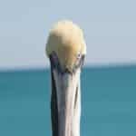 Pelikan beim Dania Beach Pier