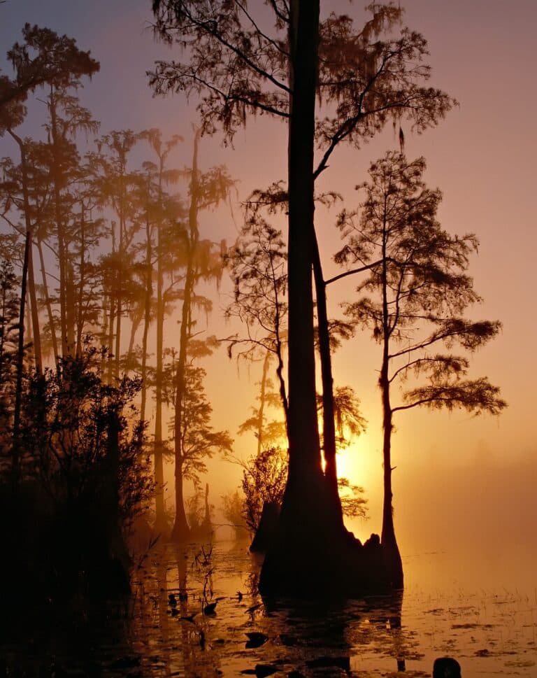 Okefenokee National Wildlife Refuge