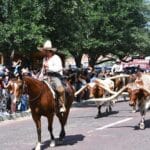 Fort Worth, TX | Stockyards Cattle Drive